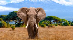 A large elephant stands on a dry, grassy plain. In the background, green acacia trees and the snow-covered peak of a mountain rise into the air under a clear blue sky.